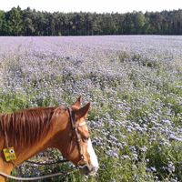 Pferd vor Blumenfeld
